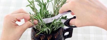 این سبزی سیستم ایمنی بدنتان را قوی می کند