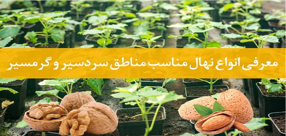 خرید نهال چه نژادی در مناطق گرمسیر و سردسیر مناسب می باشد: