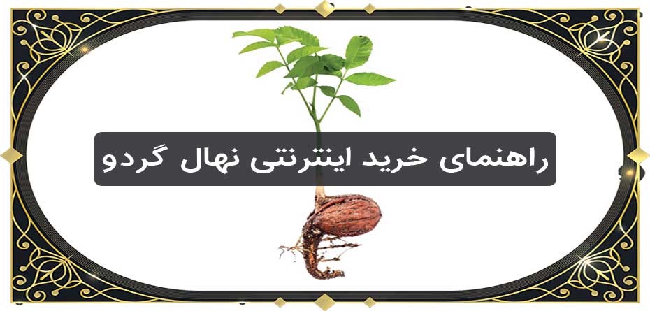 راهنمای خرید اینترنتی نهال گردو در تابستان 1400: