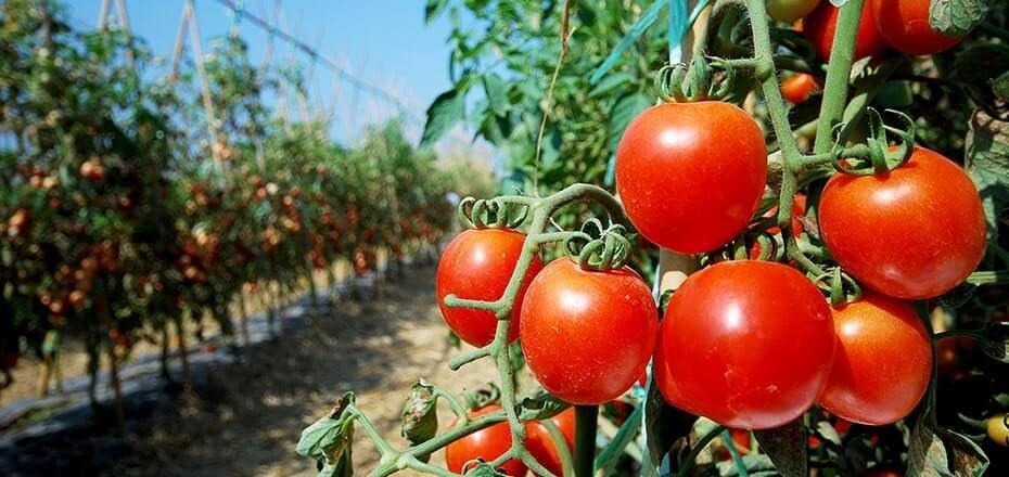 راهنمای خرید و فروش انواع بذر صیفی جات