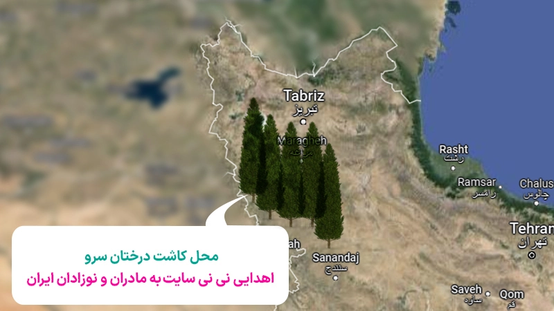 نی نی سایت برای مادران و نوزادان ایران درخت کاشت