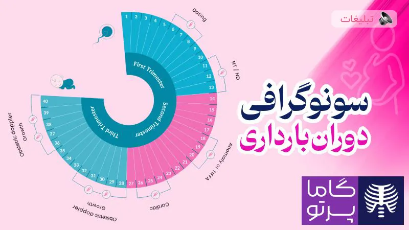 سونوگرافی دوران بارداری چیست؟ جدول سونوگرافی بارداری