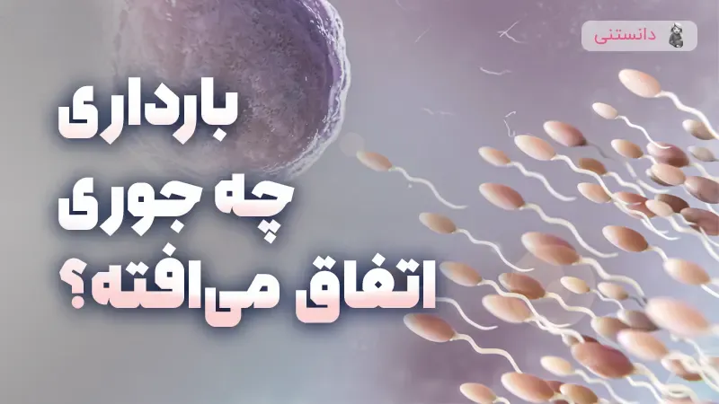 بارداری چجوری اتفاق میافته؟
