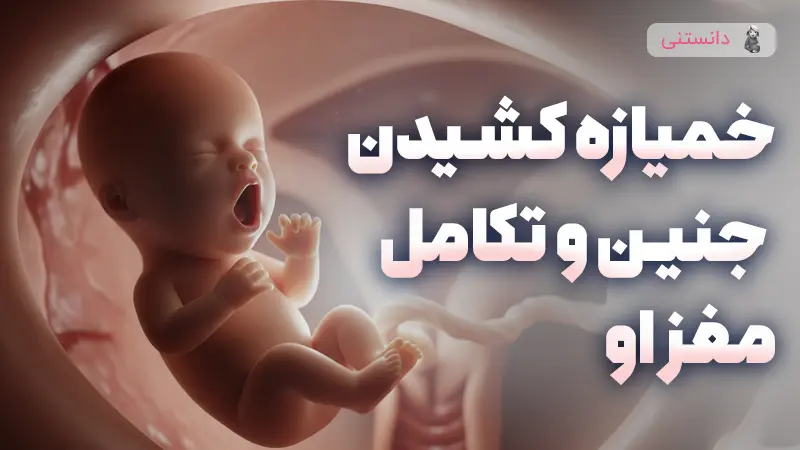 ارتباط خمیازه کشیدن جنین و تکامل مغز او